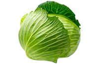 Carciofo